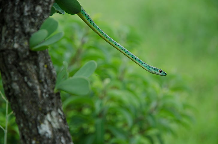 con rắn, màu xanh lá cây, cây, bò sát, động vật, sinh vật, một trong những động vật
