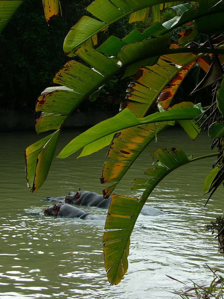 Hipopotam, hipopotamy, pływanie, Safari, dzikie zwierzę, Natura, Rzeka
