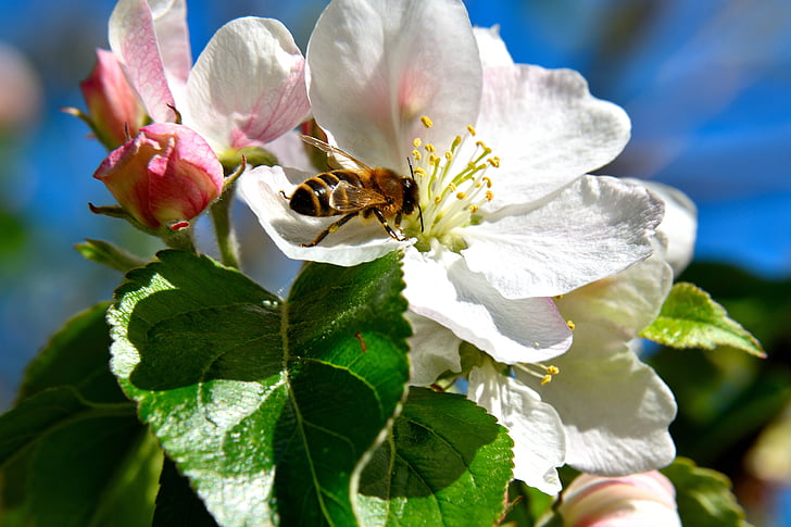 flor de árbol la manzana, abeja, insectos, polinización, flor, floración, flor de la manzana
