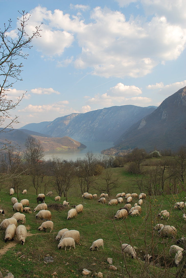 nyáj birka, tengely a Drina juh állomány, táj, Bosznia, juh, Drina