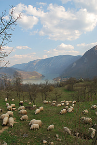 Schafherde, Herde von Schafen an der drina, Landschaft, Bosnien, Schafe, Drina