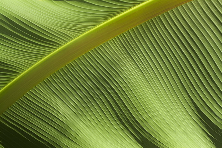 close-up, verd, fulla, patró, planta, textura
