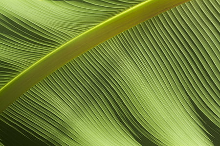 Close-up, verde, hoja, patrón de, planta, textura