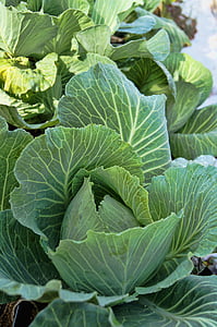 cabbage, garden, green, food, fresh, vegetable, healthy