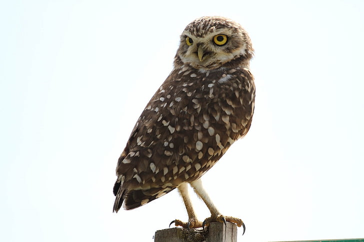 owl, bird, predator, bird of prey, perched, post, outdoors