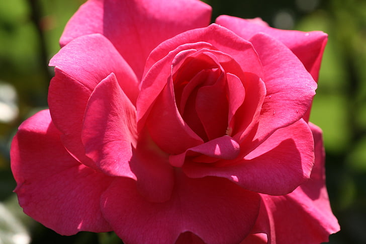 Rosa, vermell, jardí, rosa vermella, flor