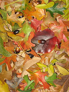 warna-warni, daun, musim, latar belakang, musim gugur, musim gugur, daun