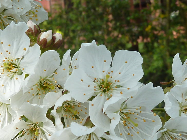 kwiat wiśni, biały, wiosna, biały kwiat, wiśnia, drzewo