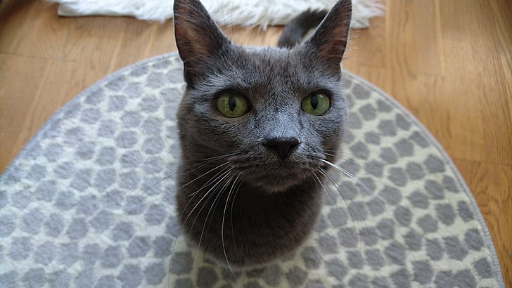 katten, grå katten, russan blå, kjæledyr, feline, grå, grå pels