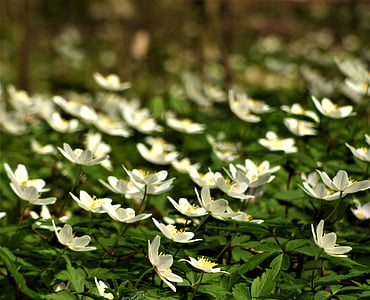 divoké anemone, Forest, Anemone hájna, drevo anemone, pozadie, Lesné kvety, bokeh