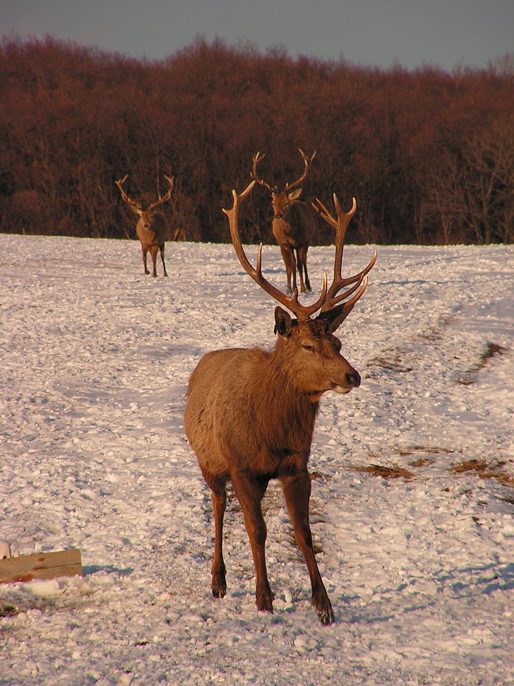 antlers, hart, herd, snow, park