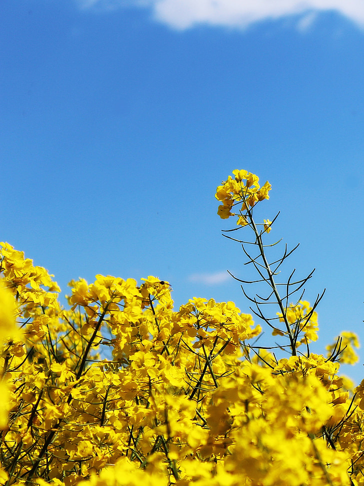 oilseed rape, field of rapeseeds, crops, yellow, blossom, bloom, plant