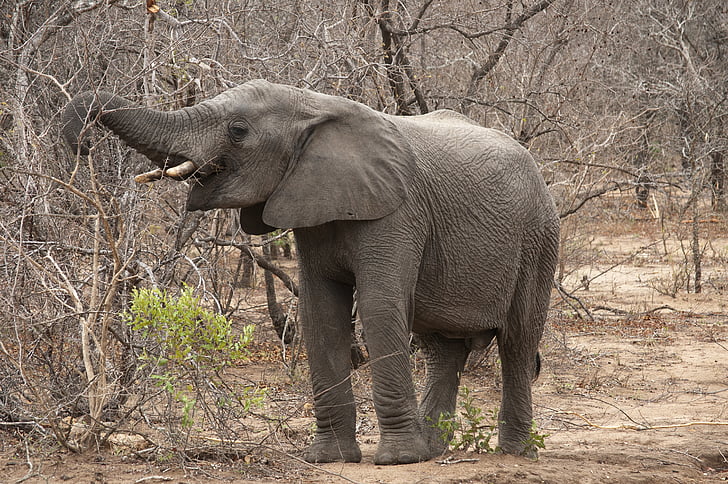elefante, África, Parque Kruger, África do Sul, animais, meio ambiente, floresta