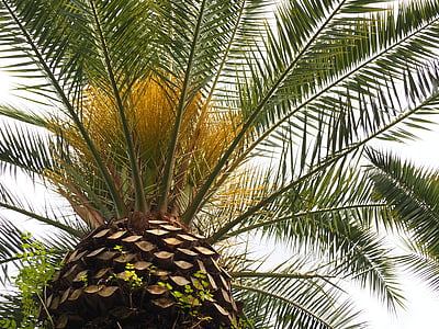Финикс, дървен материал, растителна, palmae, природата, палмово дърво, дърво