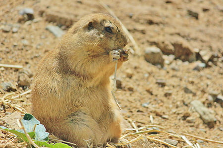 prairie dog, burrowing rodent, zoo, animals, rodent, grass, fields