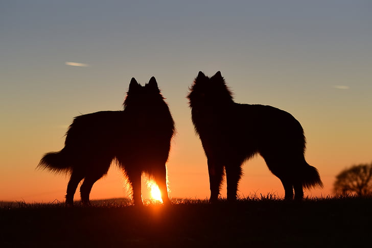 cani, tramonto, Abendstimmung, luce posteriore, cane in piedi, cane da pastore belga, sagoma