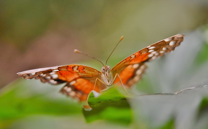 motýl, zvíře, Příroda, hmyz, léto, volně žijící zvířata, zelená