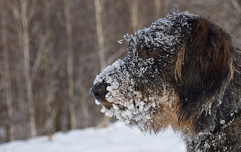 dzīvnieku, auksti, piemīlīgs, suns, ārpus telpām, PET, sniega