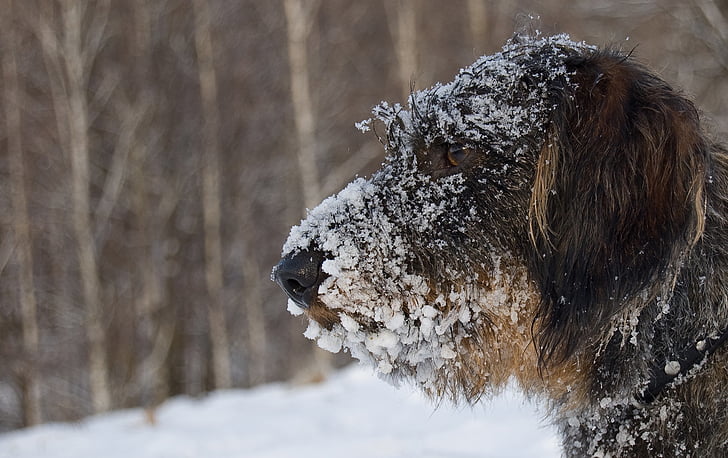 собака, взимку, такса взимку, сніг, холодні температури, одна тварина, на відкритому повітрі