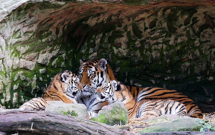 zvířata, Tygr, predátor, mladá zvířata, mladý tygr, Tiger rodina, kočka