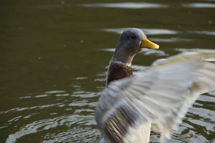 duck, flutter, wing-beat, water bird, bird, water, animal