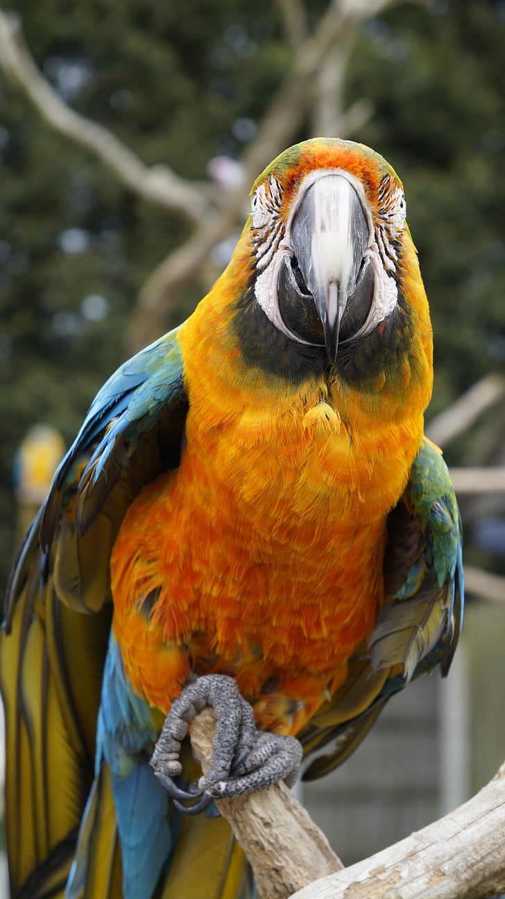 parrot, bird, animal, zoo, nature, macaw, animal wildlife