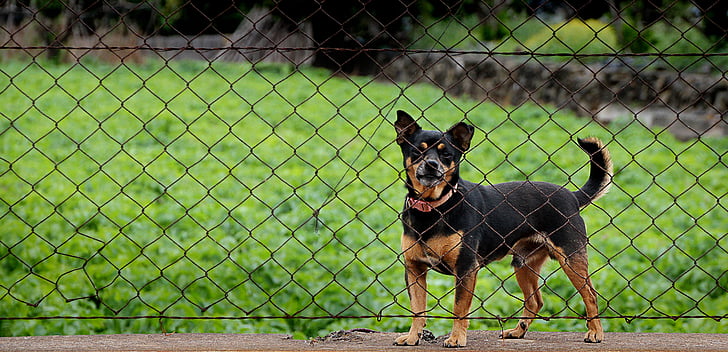 šuo, įkalintas, apsauga, tvora, vielos tinklas, prastas gyvūnas, ne