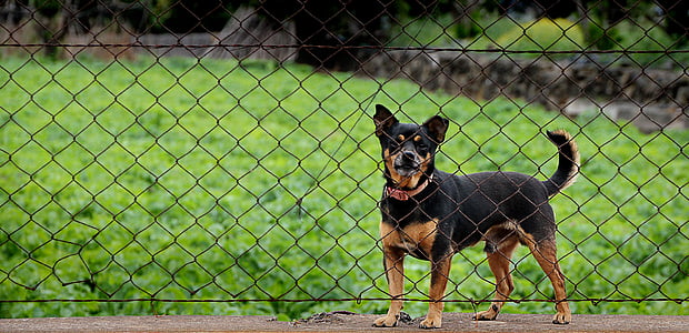 dog, imprisoned, guard, fence, wire mesh, poor animal, not