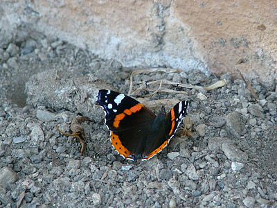 papillon, noir, orange, nature, insecte, animal