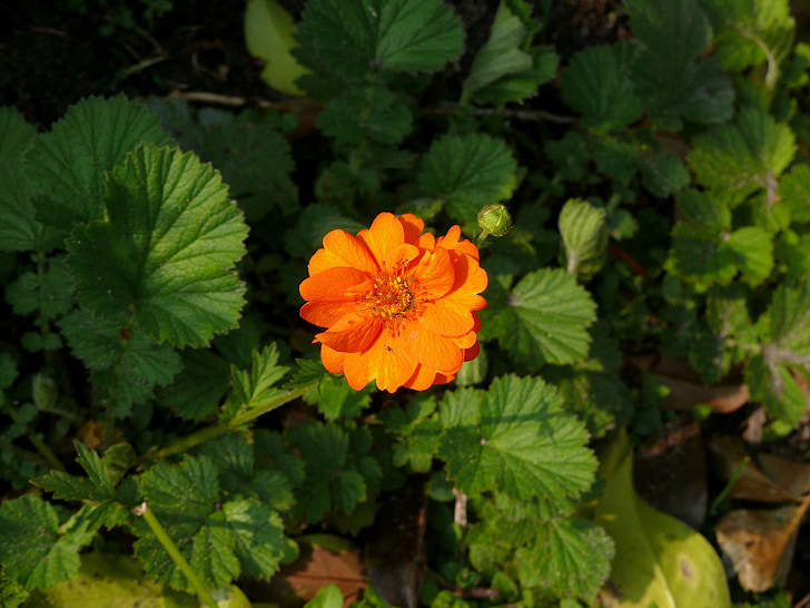 zinnia, Hoa, màu da cam, Sân vườn, Thiên nhiên, mùa xuân, nở hoa