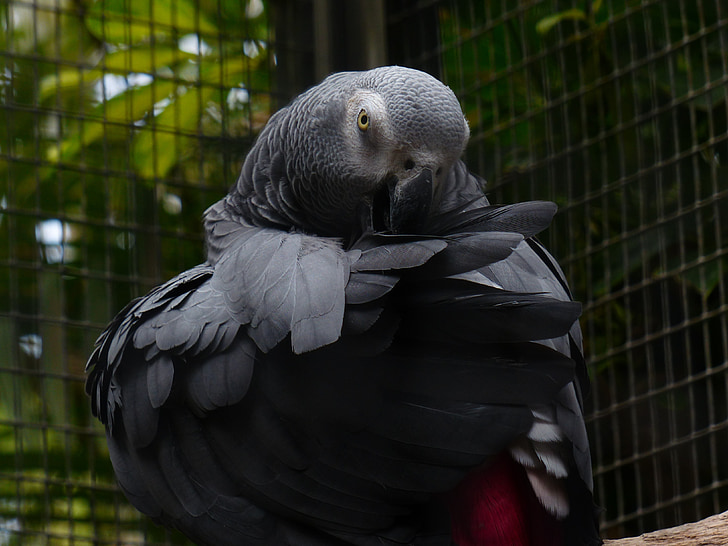 parrot, bird, grey, african grey parrot, clean, plumage, psittacus erithacus