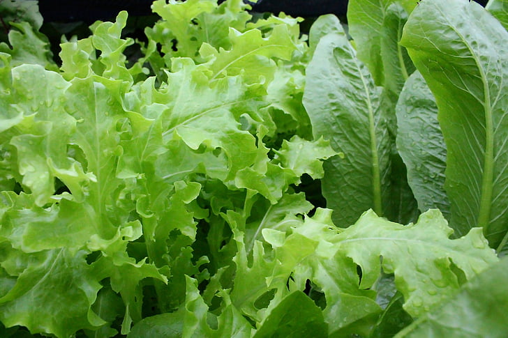 salotų lapai, Lapinės, organinių, salotos, žali, sveikas, Dieta