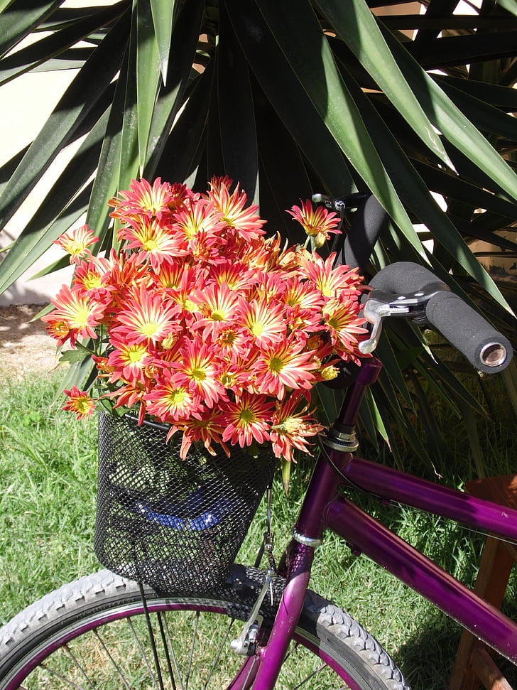 bicicleta, flors, cistella
