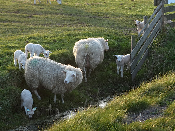 Texel, oveja, corderos, primavera, naturaleza, Países Bajos, jóvenes