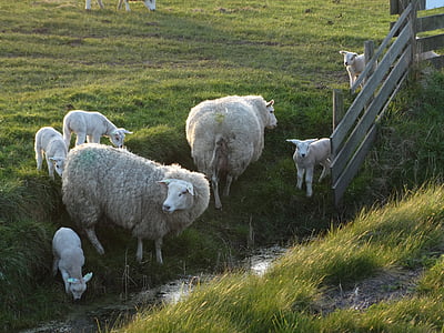 Texel, owiec, jagnięta, wiosna, Natura, Holandia, młody