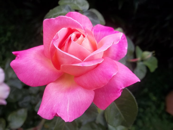 Rosa, Krása, květ, růžová, Příroda, Venezuela, Krásné