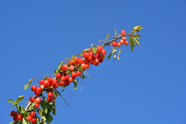 cherry, air, fruit