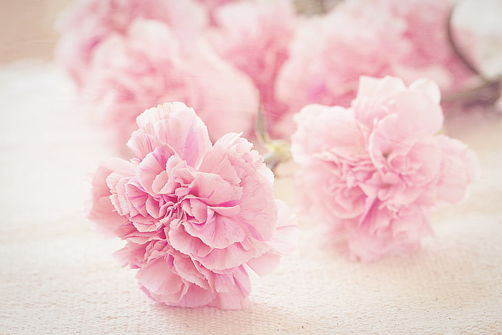 Карамфил, цветя, листенца, розово, романтичен, schnittblume, затвори