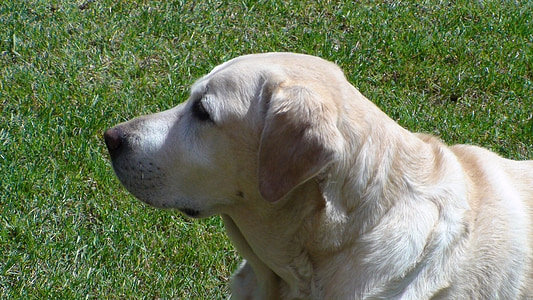 Labrador, cão, animal, animal de estimação, cãozinho