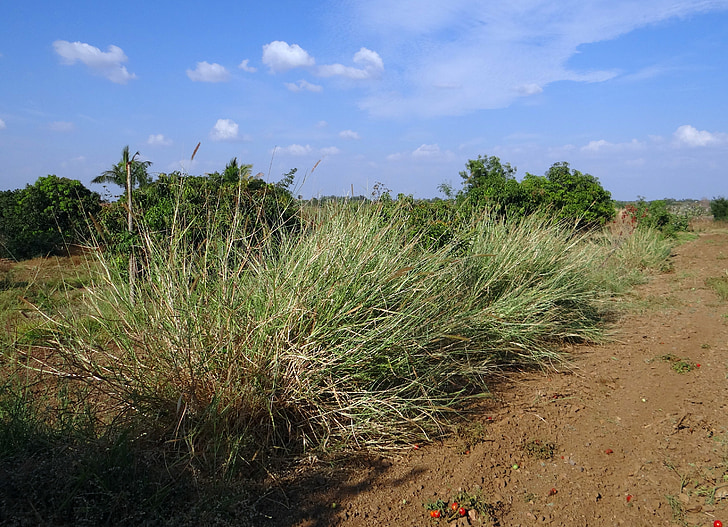 Grass, Napier, Biomasse, Landwirtschaft, hulikatti, Indien