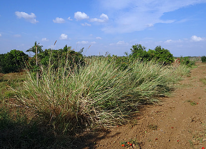 gräs, Napier, biomassa, jordbruk, hulikatti, Indien