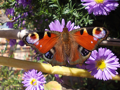 vlinder, Peacock vlinder, Aster, paars, blauw, sluiten, insect