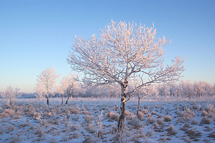 Frost, Jack, Frosty, winter, koude, sneeuw, boom