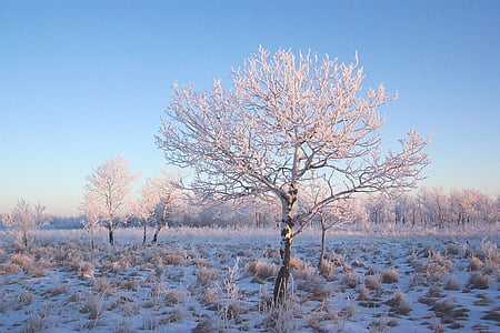 gelades, sota, gelada, l'hivern, fred, neu, arbre