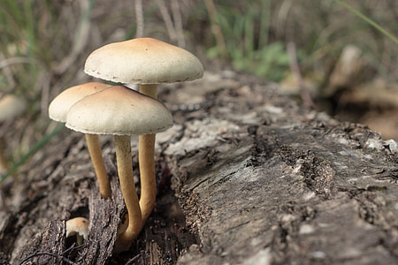 mushrooms, hat, autumn, forest, nature, moss, forest floor