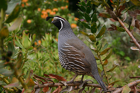 quail, bird, nature, wildlife, animal