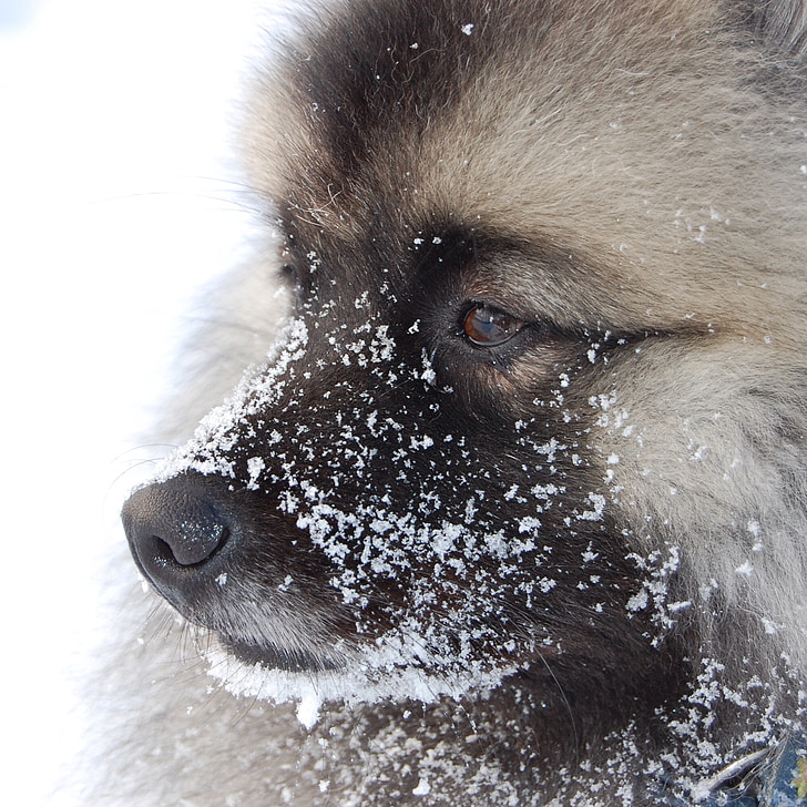 hund, fluffy, Nuttet, sne, hund i sne