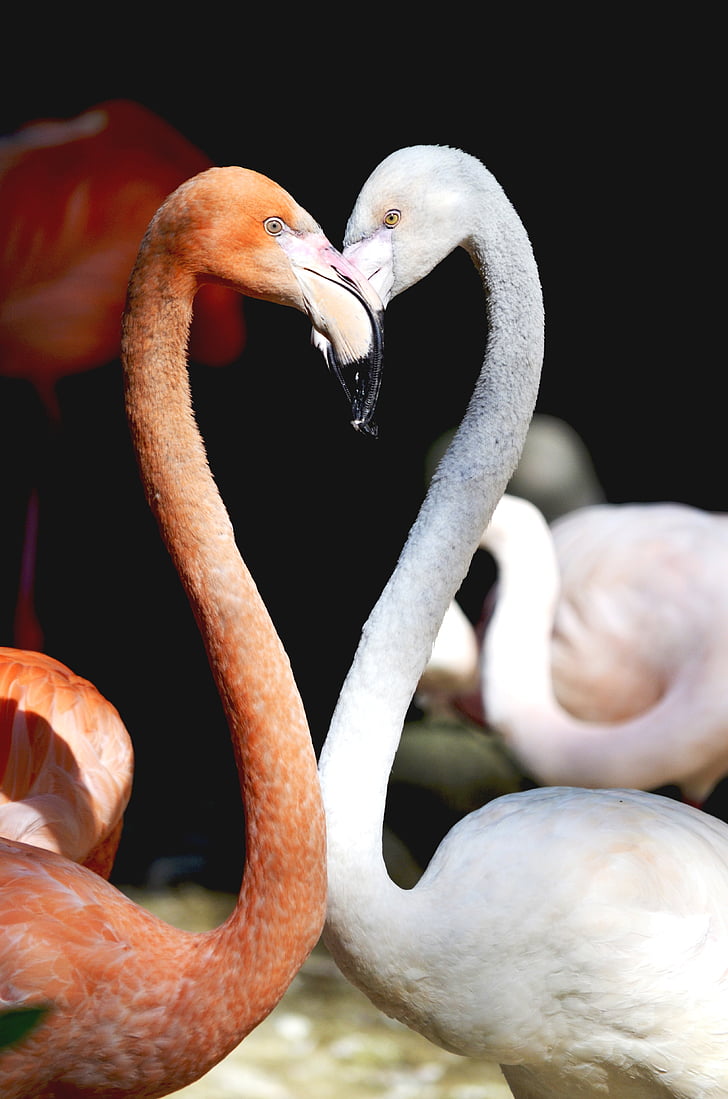 flamingas, širdies, paukščiai, meilė, Romantiškas, kartu, jausmai