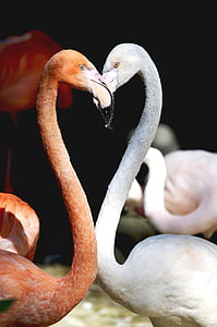 flamingo, heart, birds, love, romantic, together, feelings