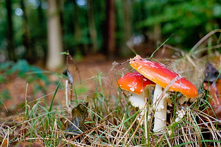 jamur, hutan, musim gugur, Jerman, Niedersachsen, alam